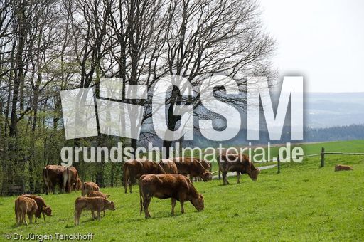 Hausrind (70 von 174).jpg